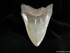 South Carolina Megaldon Tooth - Great Blade #85-1